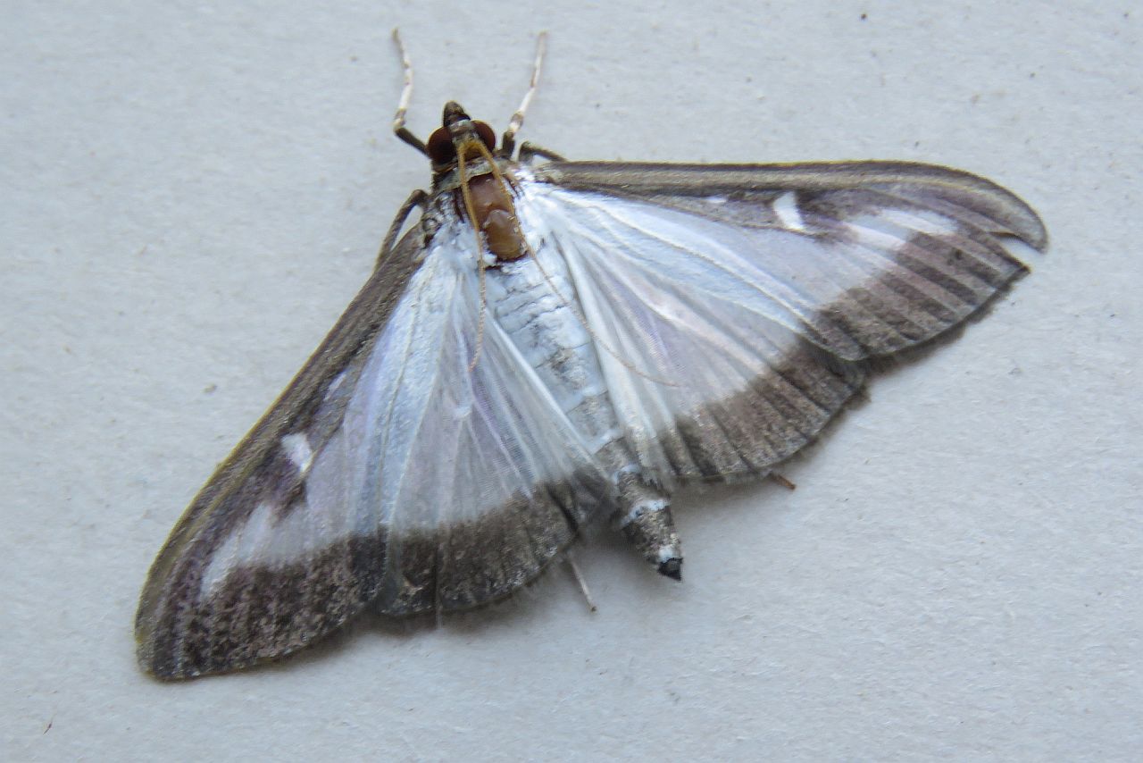 Box-tree Moth